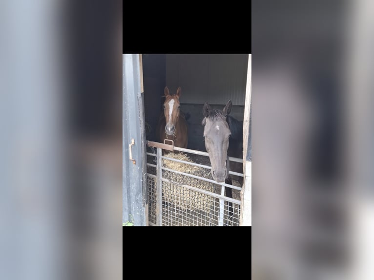 Polo Pony Mare 18 years 15.1 hh Chestnut-Red in Baarle-Nassau