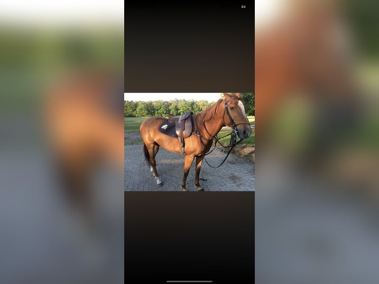 Polo Pony Mare 18 years 15.1 hh Chestnut-Red in Baarle-Nassau