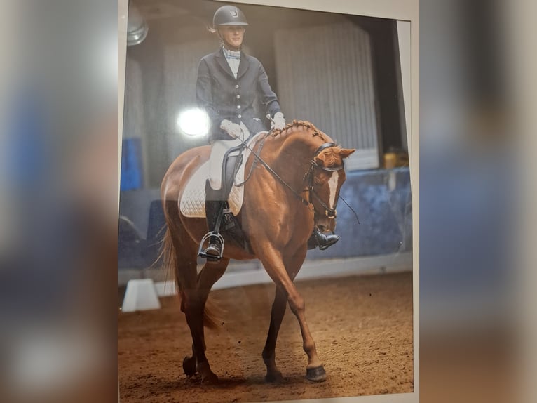 Polo Pony Mare 18 years 15.1 hh Chestnut-Red in Baarle-Nassau