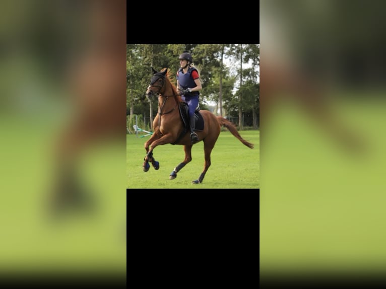 Polo Pony Mare 18 years 15.1 hh Chestnut-Red in Baarle-Nassau