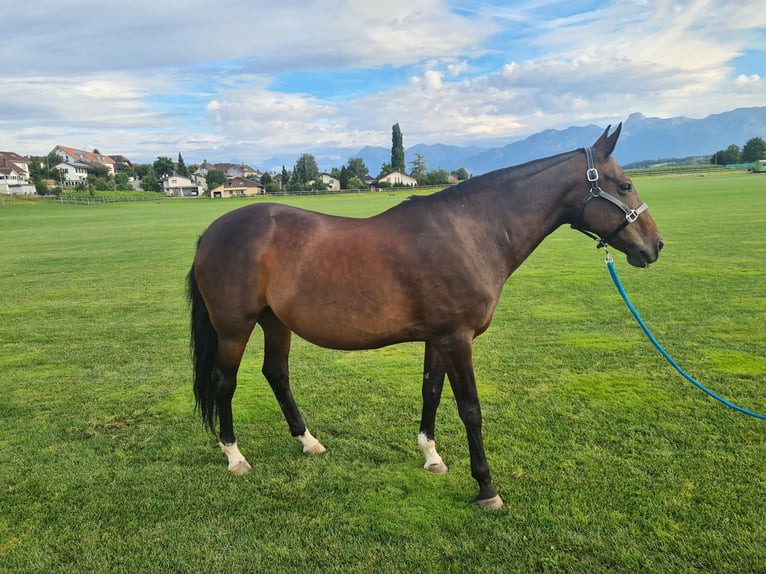 Polo Pony Mare 18 years Brown in Wichtrach