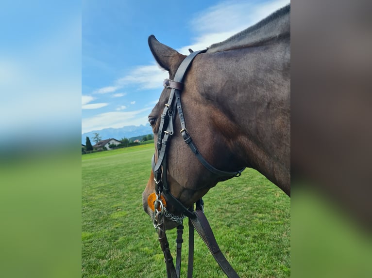 Polo Pony Mare 18 years Brown in Wichtrach