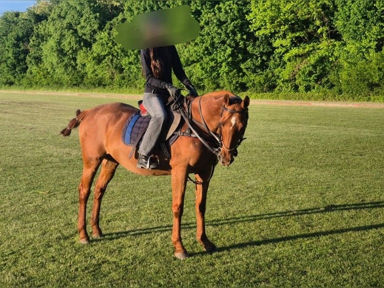 Polo Pony Mix Mare 19 years Chestnut-Red in Niederweiden