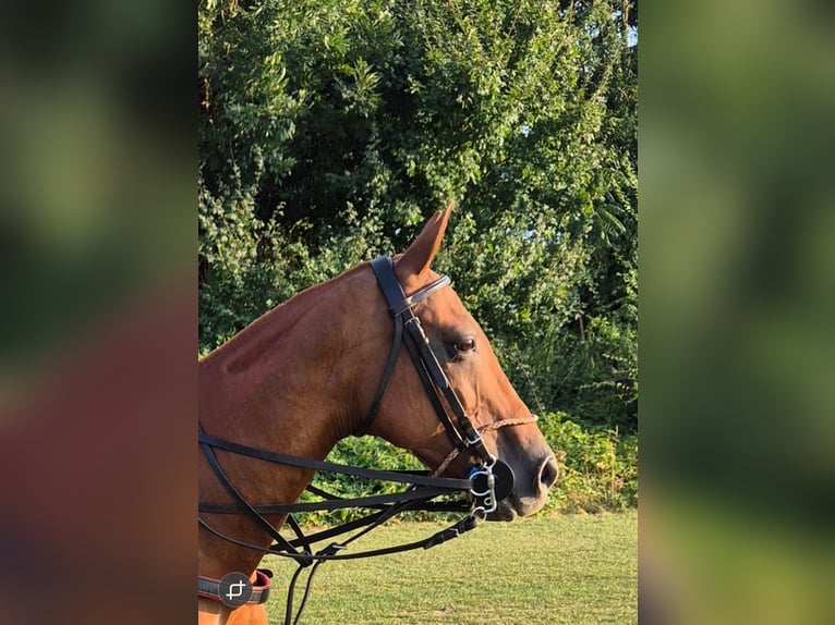 Polo Pony Mix Mare 19 years Chestnut-Red in Niederweiden