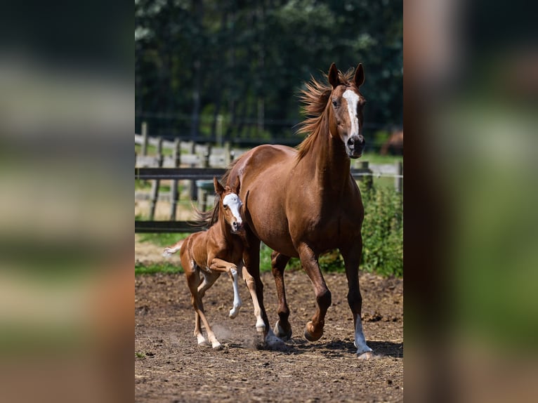 Polo Pony Mare 1 year 15,1 hh Chestnut in Nivå