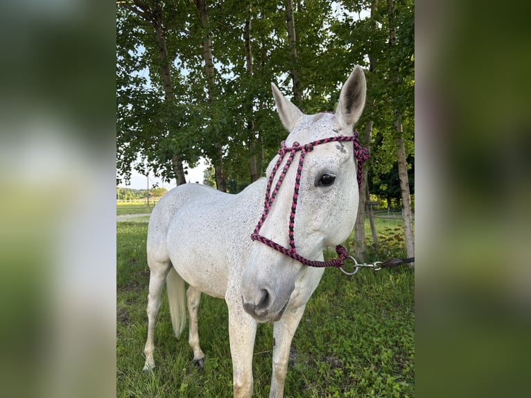 Polo Pony Mare 20 years 15.2 hh Grey-Fleabitten in Holzkirchen
