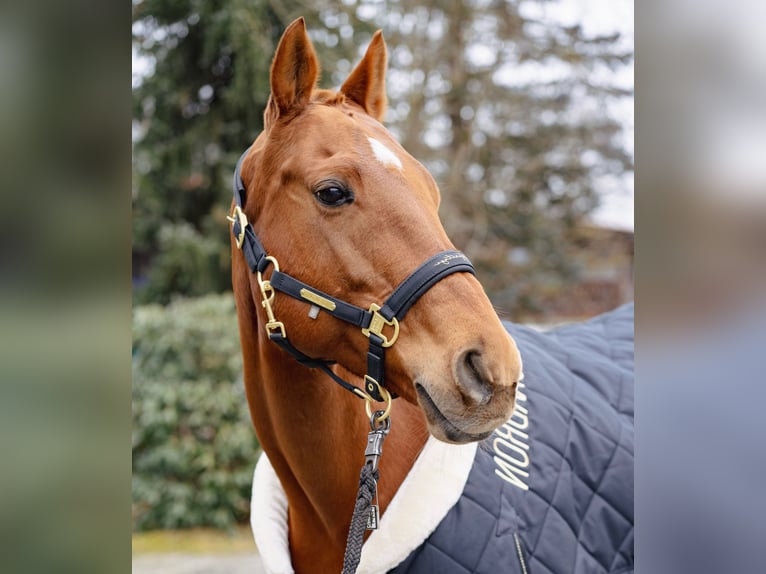 Polo Pony Mare 20 years Chestnut-Red in Wunsiedel