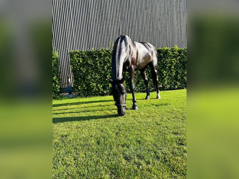 Polo Pony Mare 21 years 14,3 hh Black in Rafz