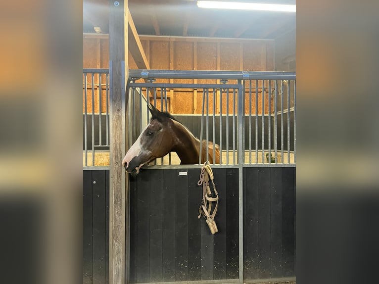 Polo Pony Mare 21 years 14,3 hh Black in Rafz