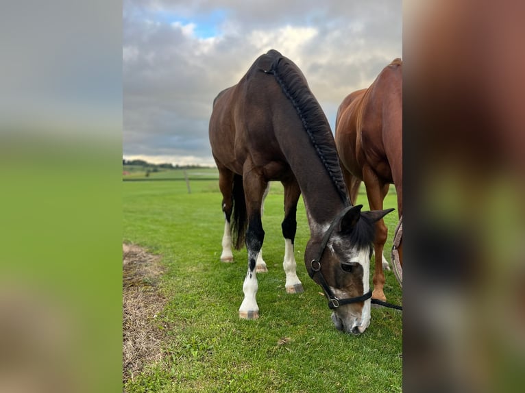 Polo Pony Mare 21 years 14,3 hh Black in Rafz