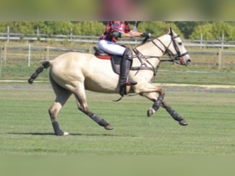 Polo Pony Mare 6 years 14.3 hh Buckskin in Dallgow-Döberitz