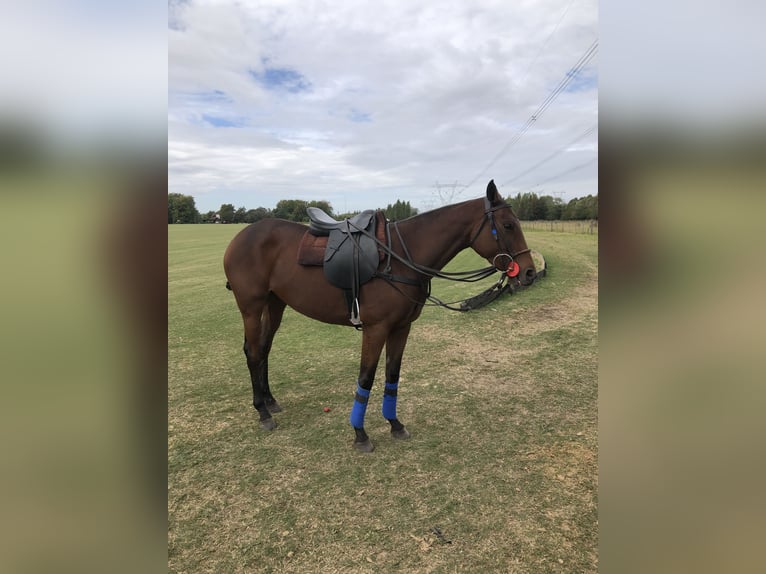 Polo Pony Mare 6 years 15 hh Brown in Ranchos