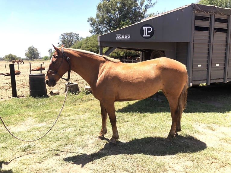 Polo Pony Mare 7 years 14,3 hh Palomino in Mainbernheim