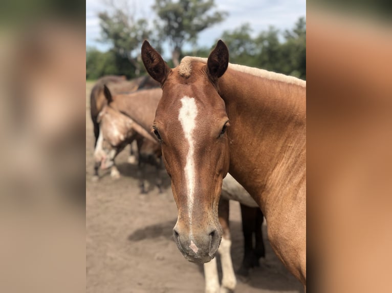 Polo Pony Mare 7 years 14,3 hh Palomino in Mainbernheim