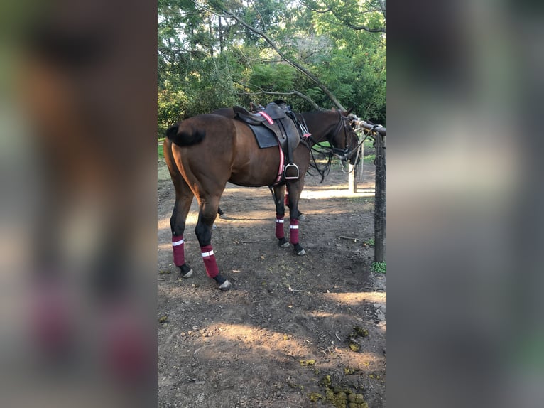 Polo Pony Mare 7 years 15 hh Brown in Ranchos