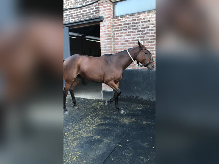 Polo Pony Mare 7 years 15 hh Brown in Ranchos