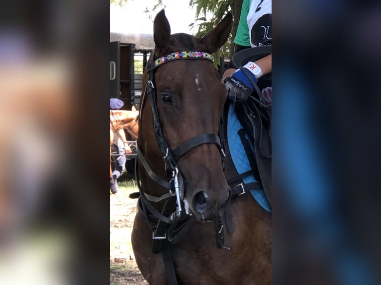 Polo Pony Mare 7 years 15,1 hh Brown in General Belgrano