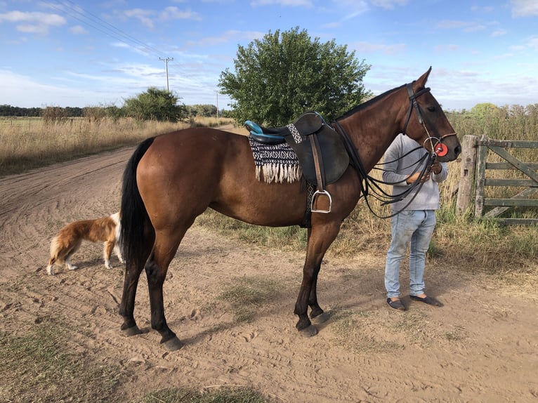 Polo Pony Mare 7 years 15,1 hh Brown in General Belgrano