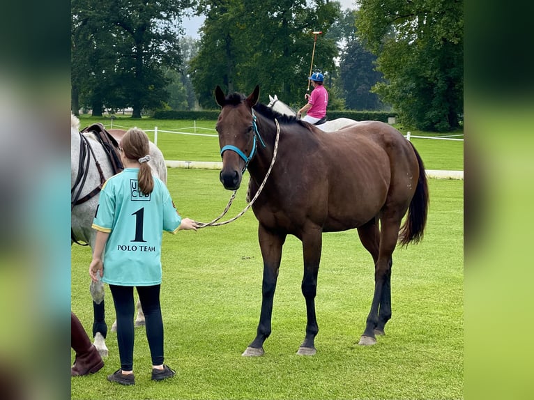 Polo pony online 3