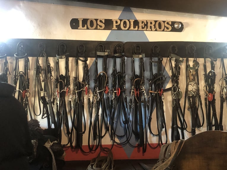 Polo Pony Mare 8 years 14,3 hh Palomino in Mainbernheim