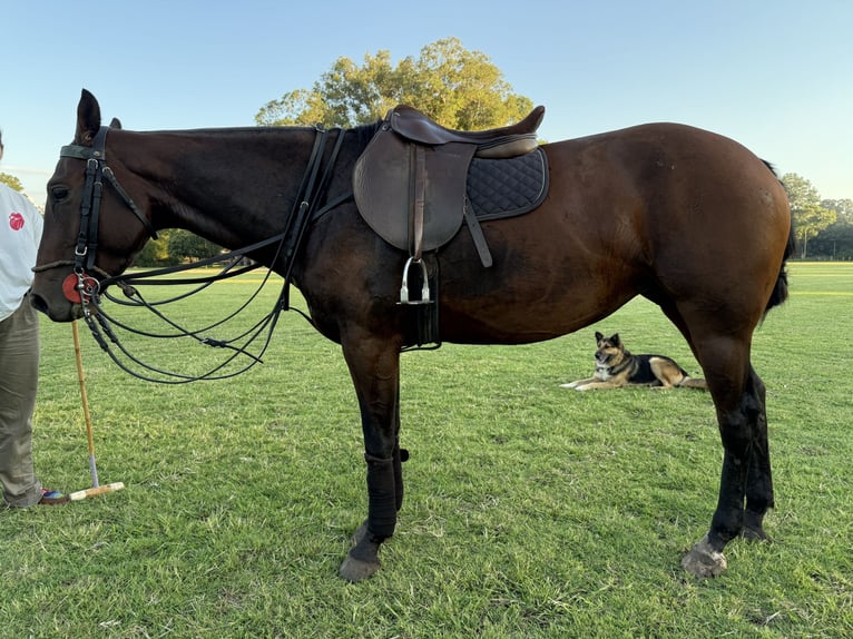 Polo Pony Mare 8 years 15.1 hh Brown in General Belgrano