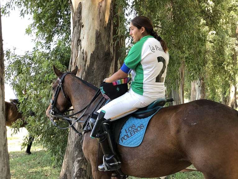 Polo Pony Mare 8 years 15,1 hh Brown in General Belgrano