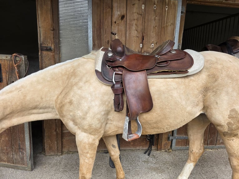 Polo Pony Mare 8 years Palomino in Nürnberg und Zürich