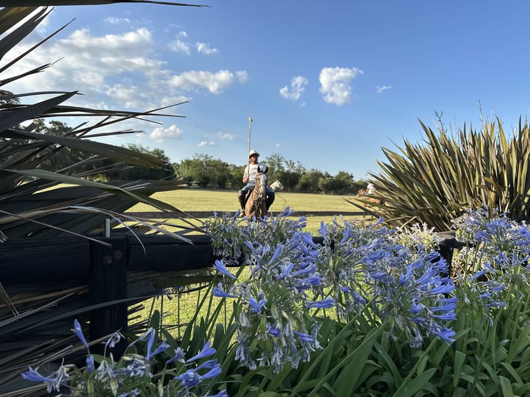 Polo Pony Mare 9 years 14.3 hh Grey in General Belgrano, Provincia Buenos Aires