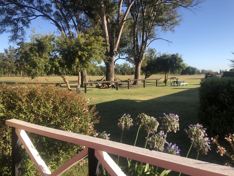 Polo Pony Mare 9 years 14,3 hh Grey in General Belgrano, Provincia Buenos Aires