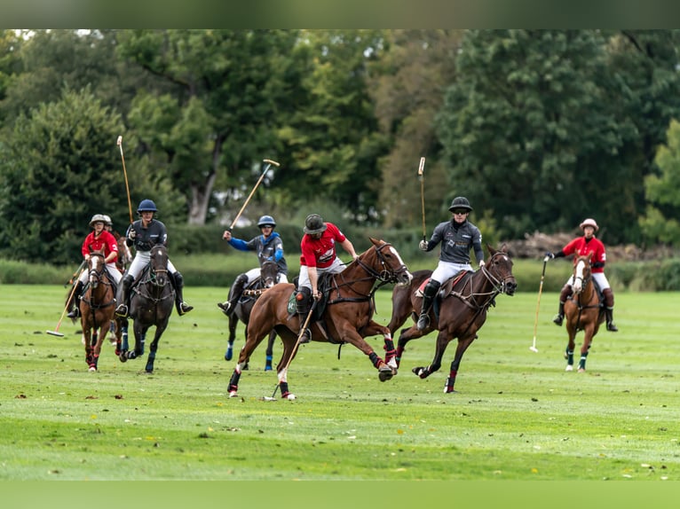 Polo Pony Mare 9 years 15,1 hh Chestnut-Red in Hettlingen Polo Pony Mare 9 years 15,1 hh Chestnut-Red in Hettlingen