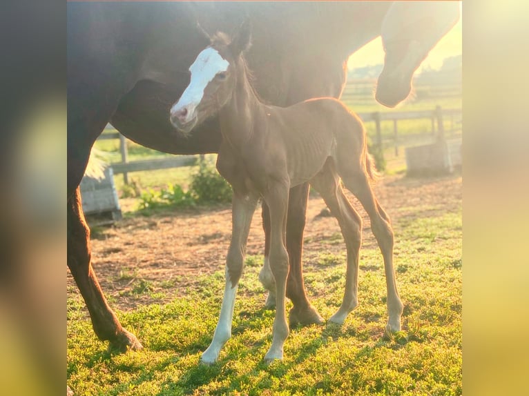 Polo Pony Mare Foal (07/2025) 15,1 hh Chestnut in Niv&#xE5;