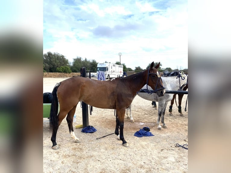 Polo Pony Merrie 11 Jaar Bruin in Schwifting