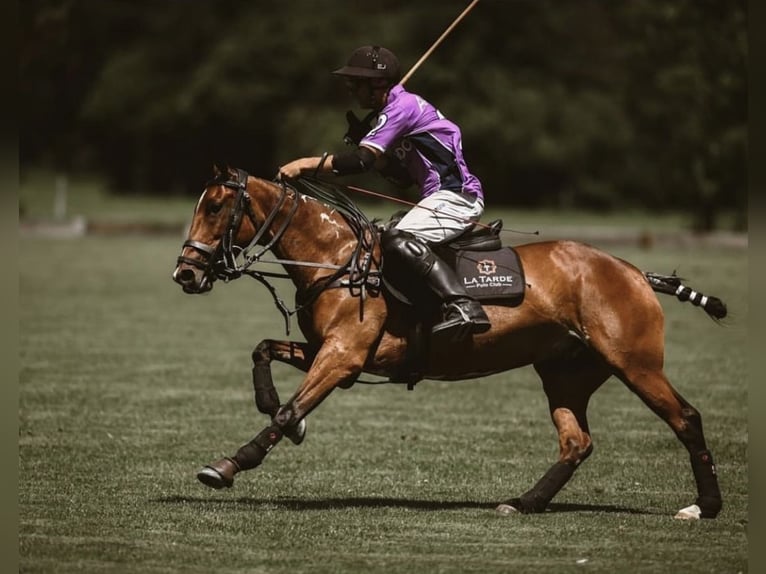 Polo Pony Merrie 11 Jaar Bruin in Schwifting