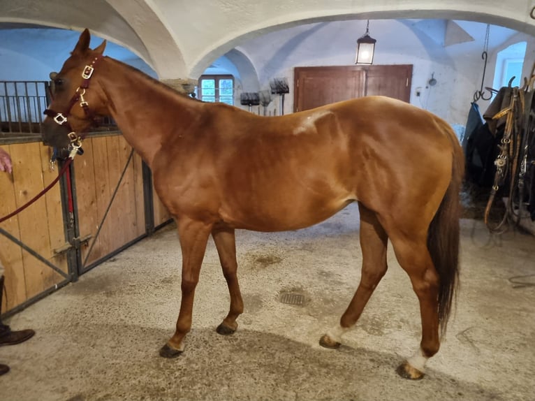 Polo Pony Merrie 12 Jaar 153 cm Vos in Seeon-Seebruck