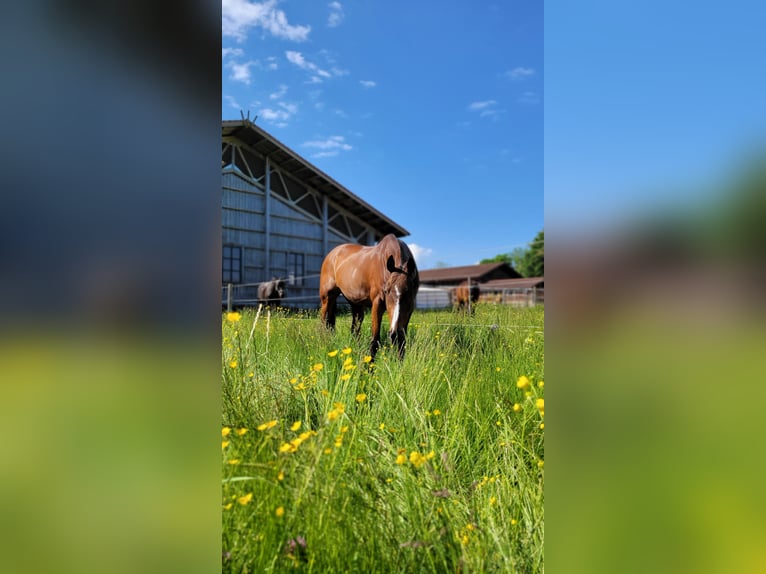 Polo Pony Merrie 12 Jaar Donkerbruin in Holzkirchen