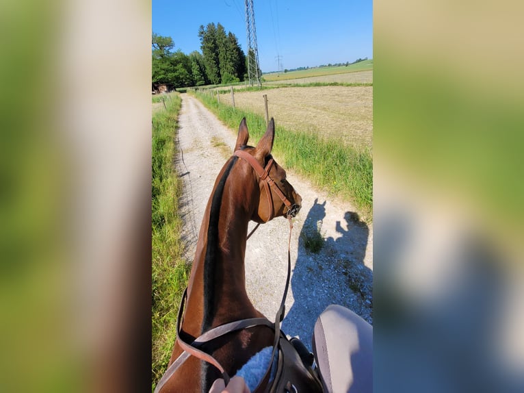 Polo Pony Merrie 12 Jaar Donkerbruin in Holzkirchen