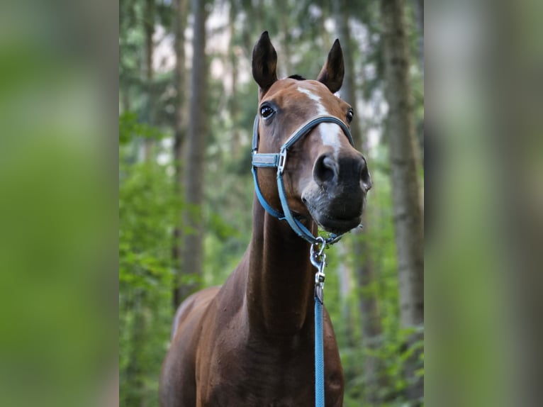 Polo Pony Merrie 12 Jaar Donkerbruin in Holzkirchen