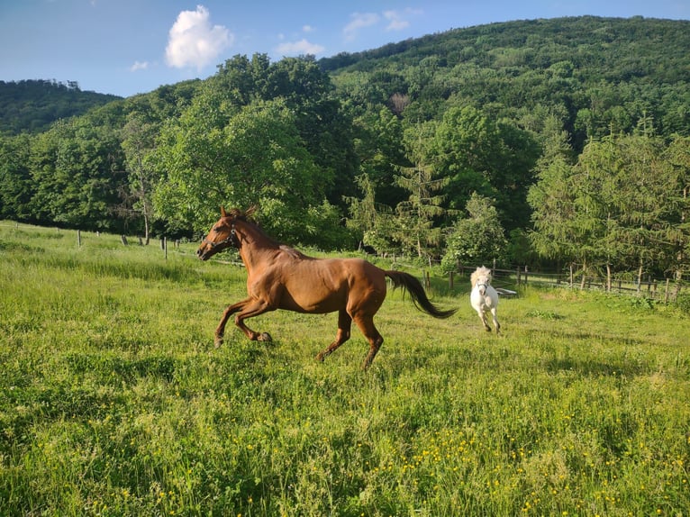 Polo Pony Merrie 15 Jaar 147 cm Donkere-vos in Austria