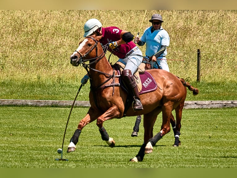 Polo Pony Merrie 15 Jaar Vos in München