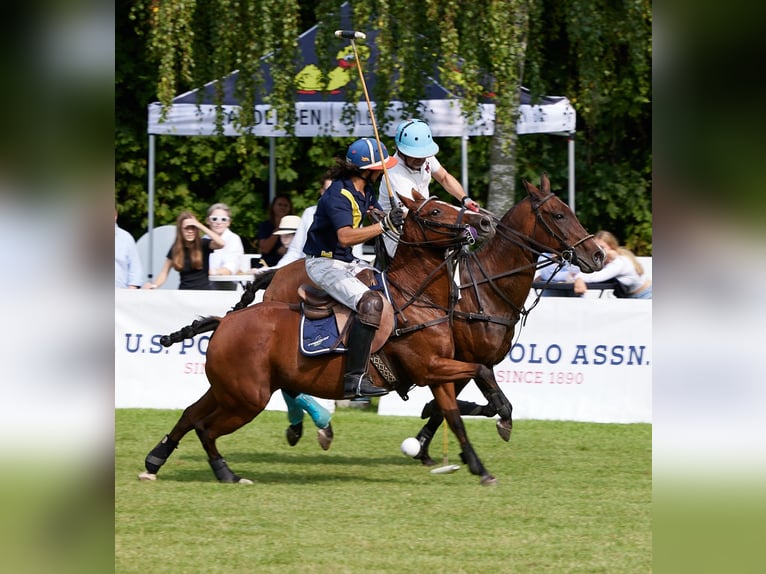 Polo Pony Merrie 16 Jaar 150 cm Roodbruin in Nivå