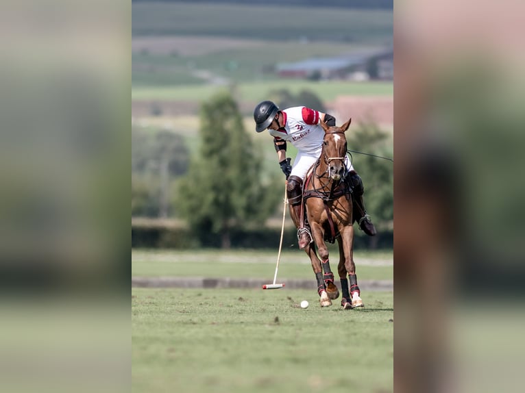 Polo Pony Merrie 17 Jaar 148 cm Donkere-vos in Seuzach