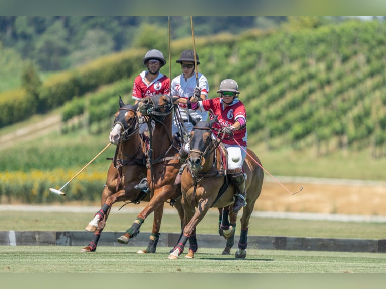 Polo Pony Merrie 17 Jaar 148 cm Donkere-vos in Seuzach