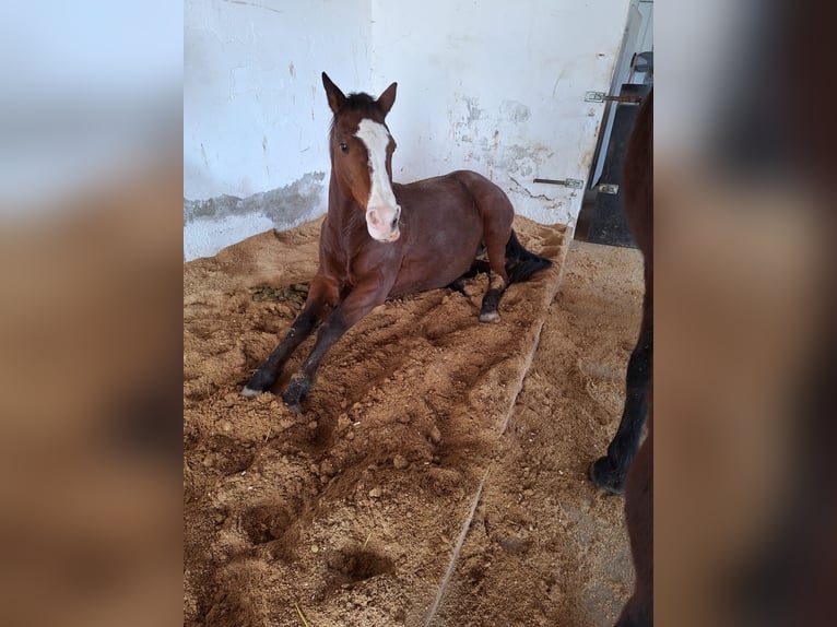 Polo Pony Merrie 17 Jaar 149 cm in Königsbrunn