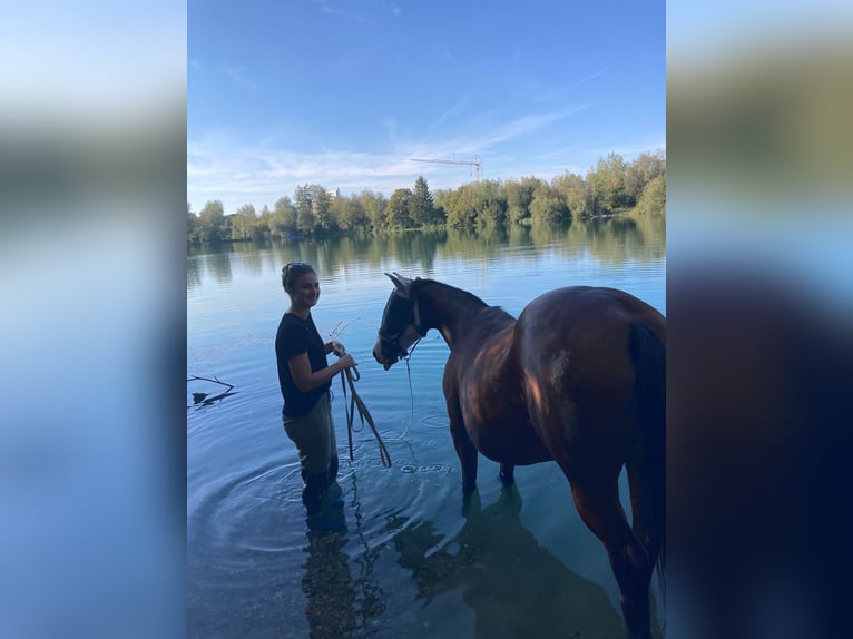 Polo Pony Merrie 17 Jaar 149 cm in Königsbrunn