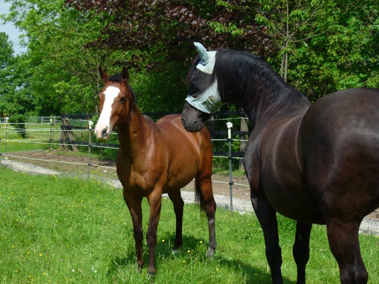 Polo Pony Merrie 17 Jaar 149 cm in Königsbrunn