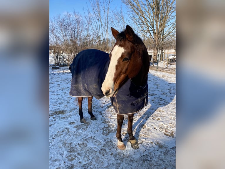 Polo Pony Merrie 17 Jaar 149 cm in Königsbrunn