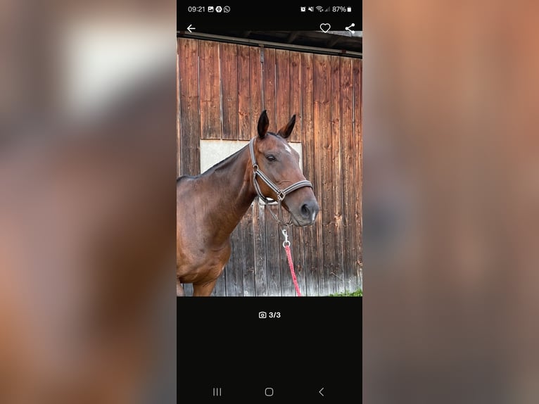 Polo Pony Merrie 17 Jaar Donkerbruin in Holzkirchen