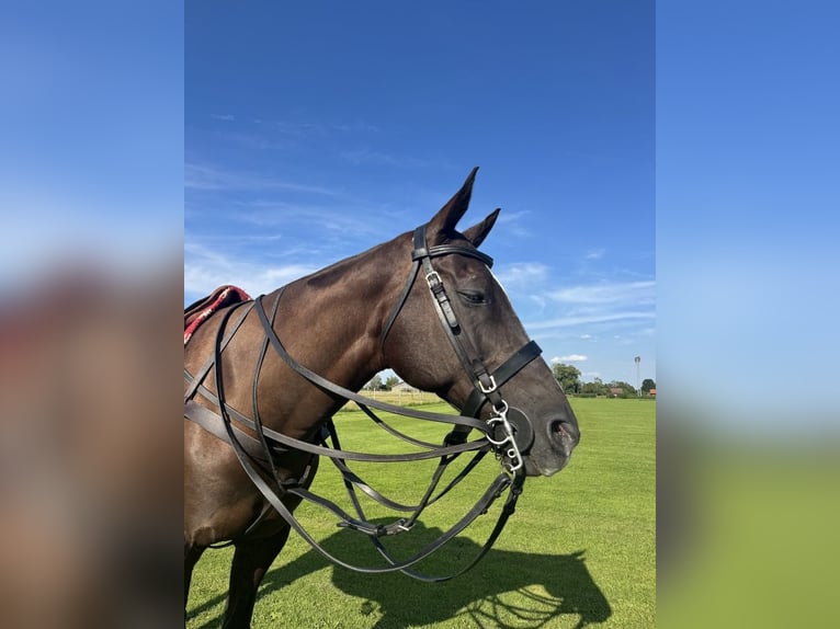 Polo Pony Merrie 17 Jaar Zwartbruin in M&#xFC;nchen