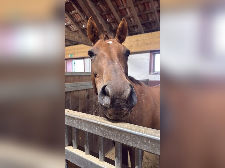 Polo Pony Mix Merrie 18 Jaar 151 cm Vos in Willich