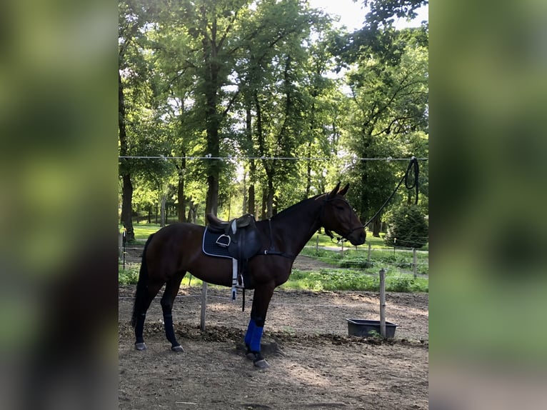 Polo Pony Merrie 18 Jaar Bruin in München